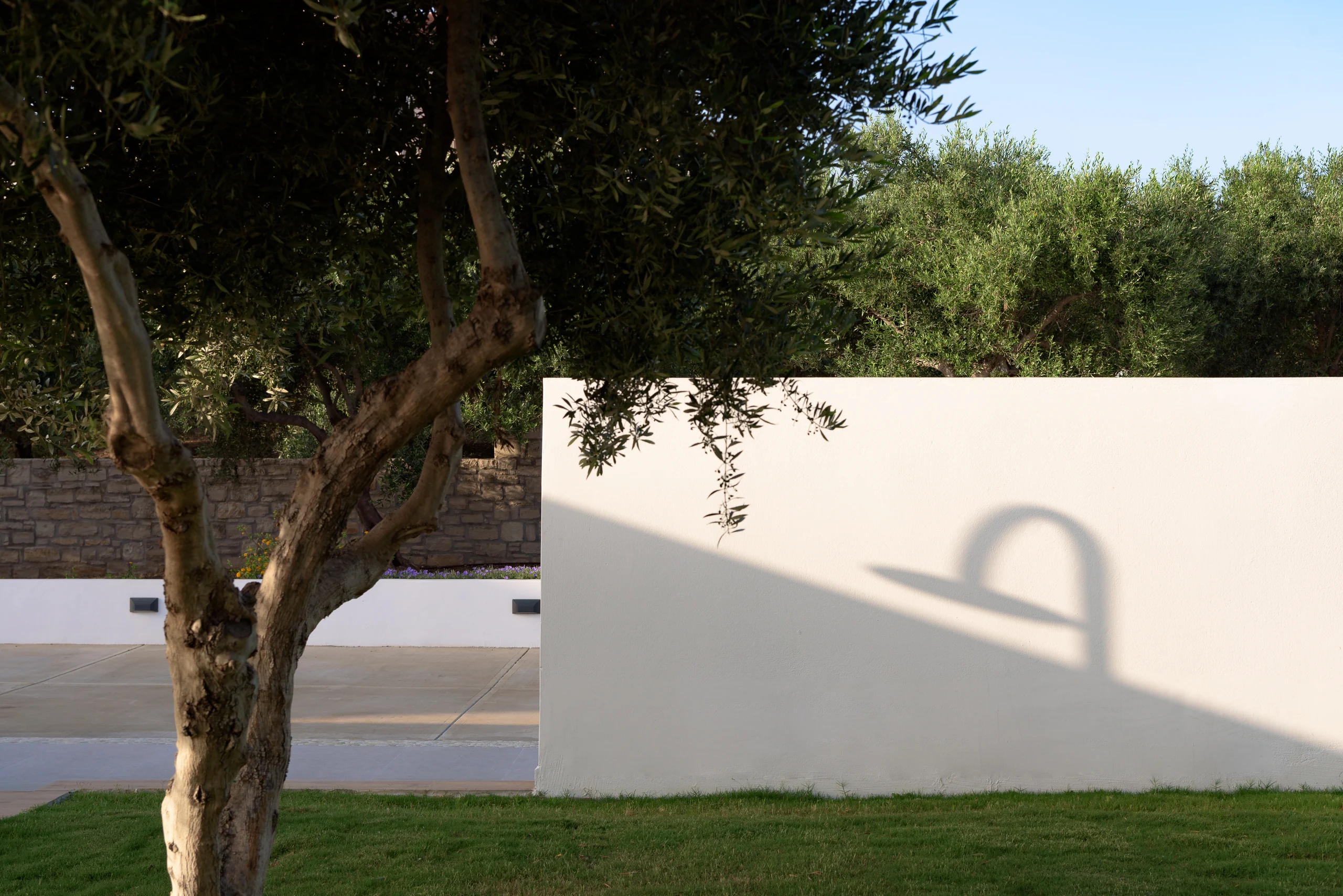 Mature olive tree casting shade across the lawn at Aesthea Exclusive Villa